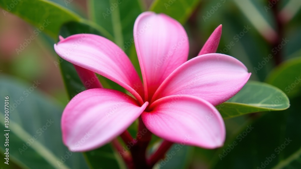 Fototapeta premium A vibrant pink plumeria flower with five petals, set against a background of green leaves.