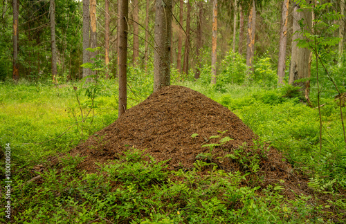 Foto An anthill in the forest with trees in the background