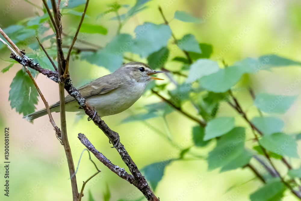 Obraz premium Greenish Warbler