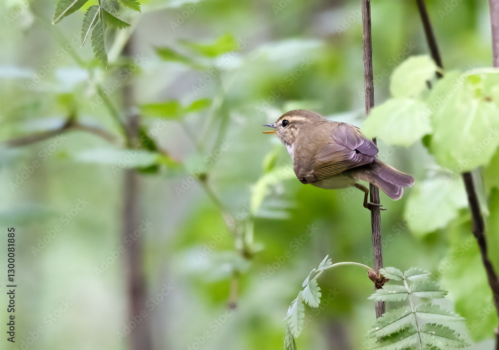 Obraz premium Greenish Warbler