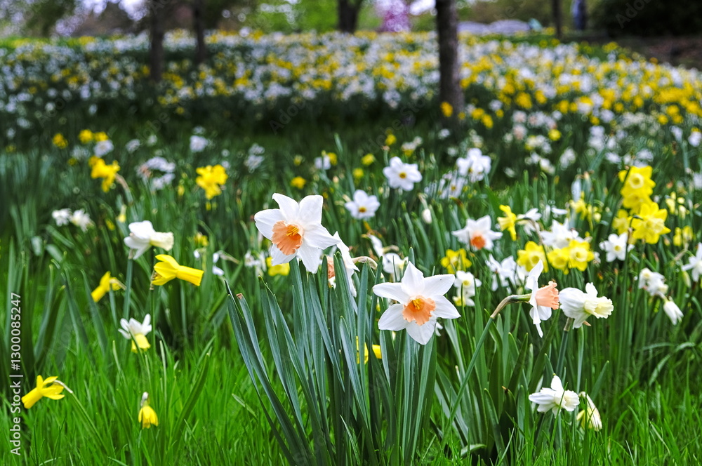 White and orange daffodils White and orange daffodils