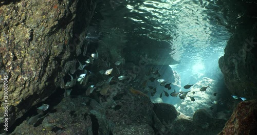 Wallpaper Mural pempheris fish in cave underwater moving with waves underwater close up Torontodigital.ca