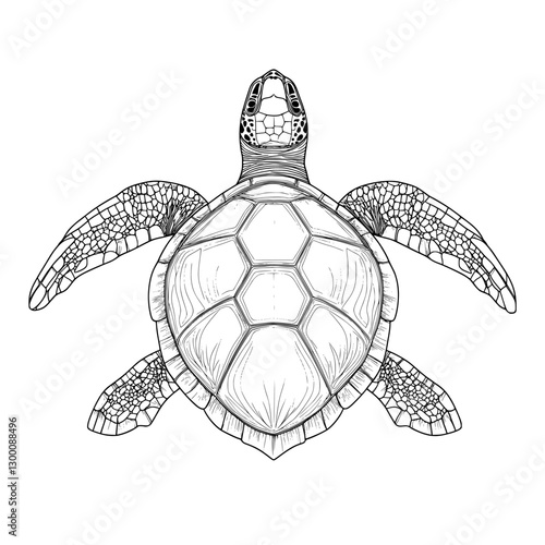 turtle vector illustration