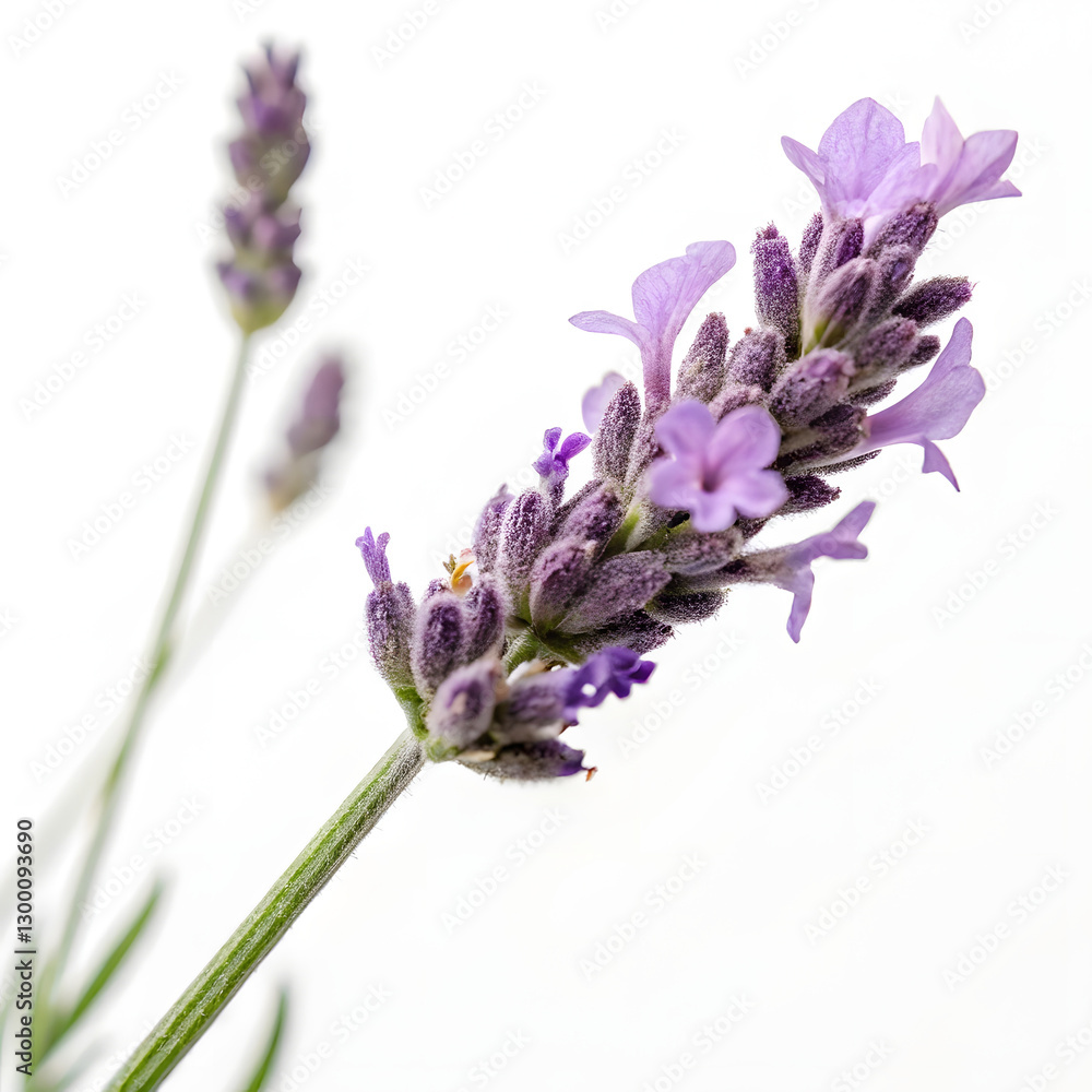Obraz premium Close-up of a beautiful lavender flower cluster.