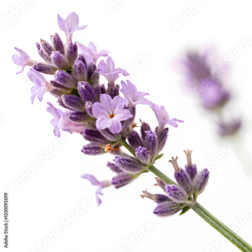 Close-up of a vibrant lavender flower cluster against a white background.