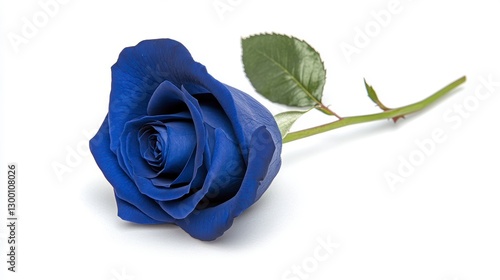Single Deep Blue Rose on White Background