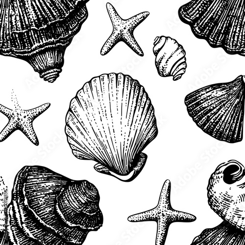 Collection of hand-drawn seashells and starfish illustrating marine life on a clean background