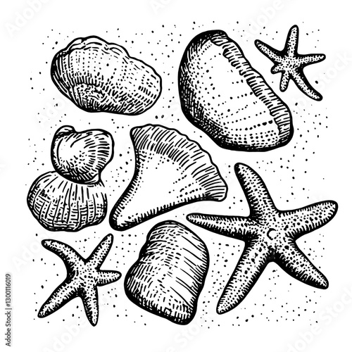 Detailed sketch of various seashells and starfish arranged on a textured surface