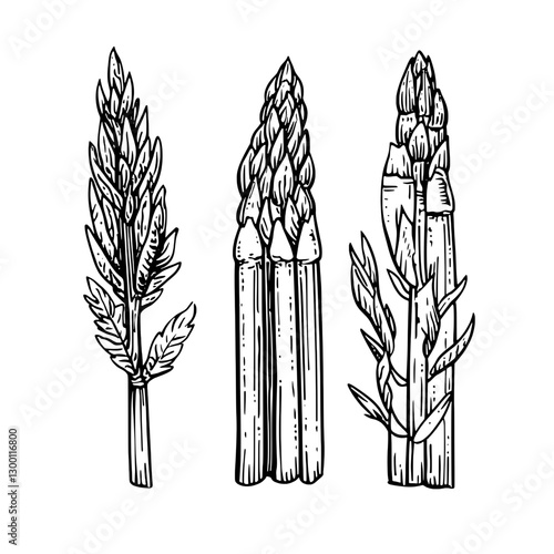 Display of three types of asparagus showing different sizes and shapes with detailed illustrations on a white background