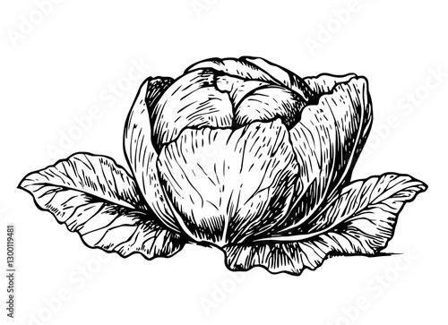 Detailed illustration of a single cabbage plant with layered leaves and distinct texture in black and white