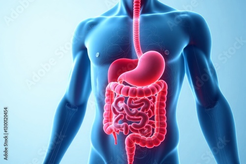 A detailed human digestive system depicted within a blue male figure, illustrating anatomy and biological function.
