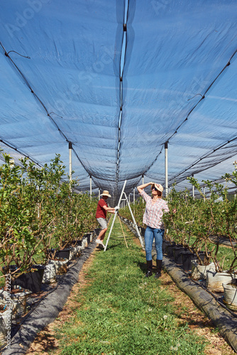 Farmers installing anti hail netting on a agricultural farm for protecting fruits, vegetables and crops from severe weather conditions.