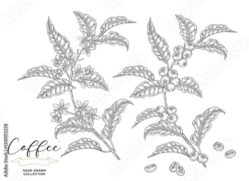 Coffee branch with flowers and coffee berries. Hand drawn coffee plant vector illustration. Vintage engraving.