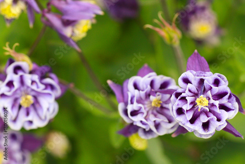 Wallpaper Mural A view of purple columbine flowers. Torontodigital.ca