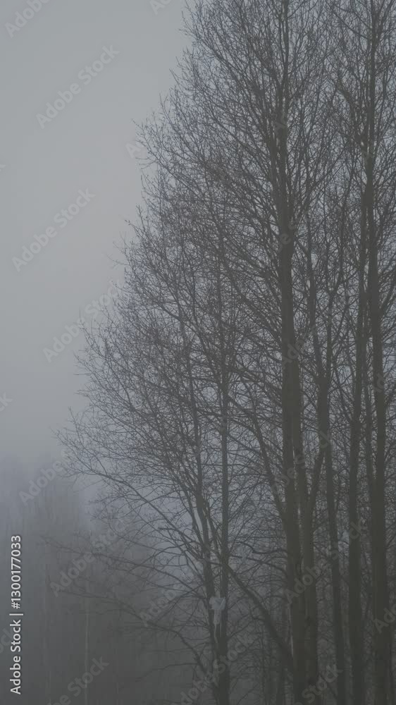 Trees without leaves in fog in the morning in spring time. Gloomy atmosphere. Static video
Trees without leaves in fog in the morning in spring time. Gloomy atmosphere. Static video