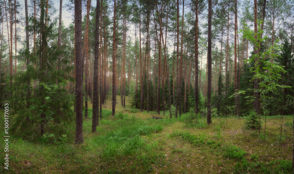 A pine forest in the spring morning after a rain. A pine forest in the spring morning after a rain.