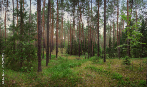 Wallpaper Mural A pine forest in the spring morning after a rain. Torontodigital.ca