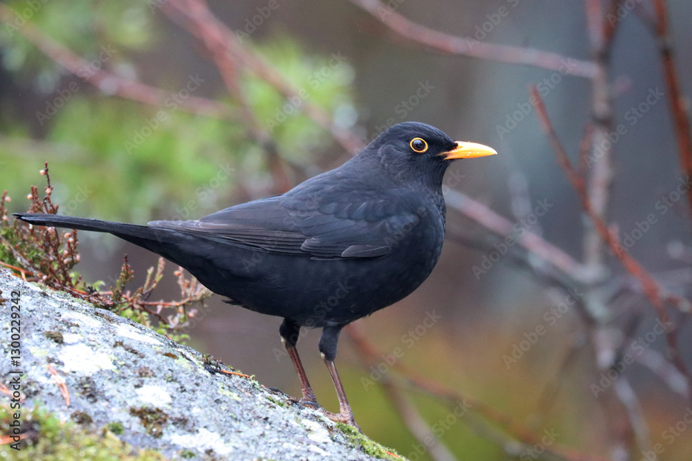 Obraz premium Blackbird, male