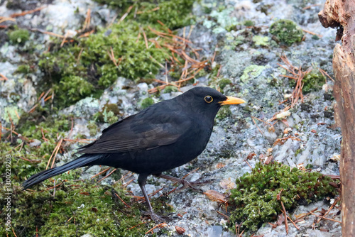 Photography Blackbird, male