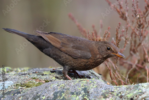 Photography Blackbird, female