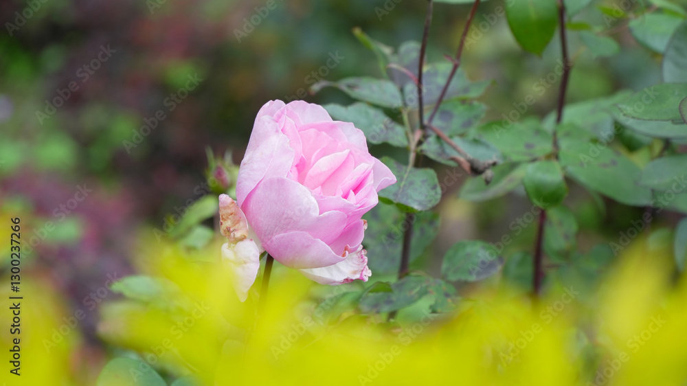 Close-Up of Pink Rose in a Lush Green Garden Close-Up of Pink Rose in a Lush Green Garden