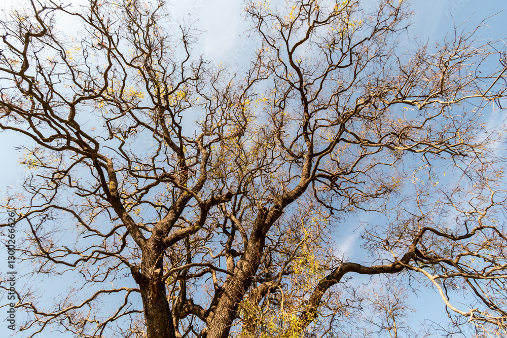 Majestic tree branches reaching towards the blue sky on a sunny autumn day in a quiet park Majestic tree branches reaching towards the blue sky on a sunny autumn day in a quiet park