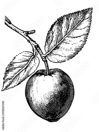 Vector engraved illustration of an apple with leaves on a branch showcasing details of nature's bounty