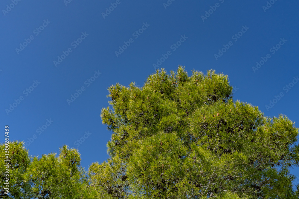 Pinus halepensis, commonly known as the Aleppo pine, also known as the Jerusalem pine, is a pine native to the Mediterranean region. Mount Woodson Rd, San Diego County, California Pinus halepensis, commonly known as the Aleppo pine, also known as the Jerusalem pine, is a pine native to the Mediterranean region. Mount Woodson Rd, San Diego County, California