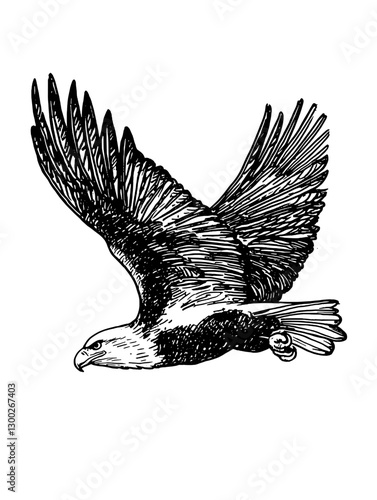 Vector engraved illustration of an eagle soaring in the sky with wings spread wide over a natural landscape