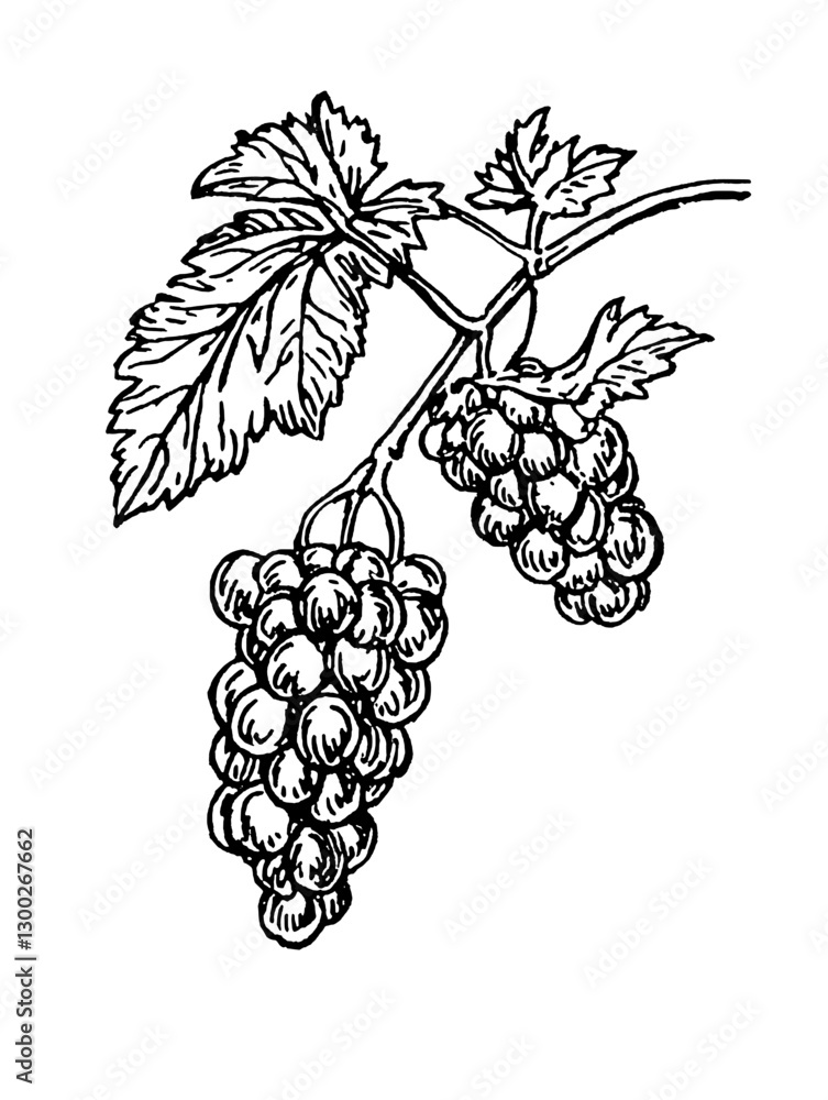 Obraz premium Vector engraved illustration of grapevine with clusters of grapes and leaves set against a plain background