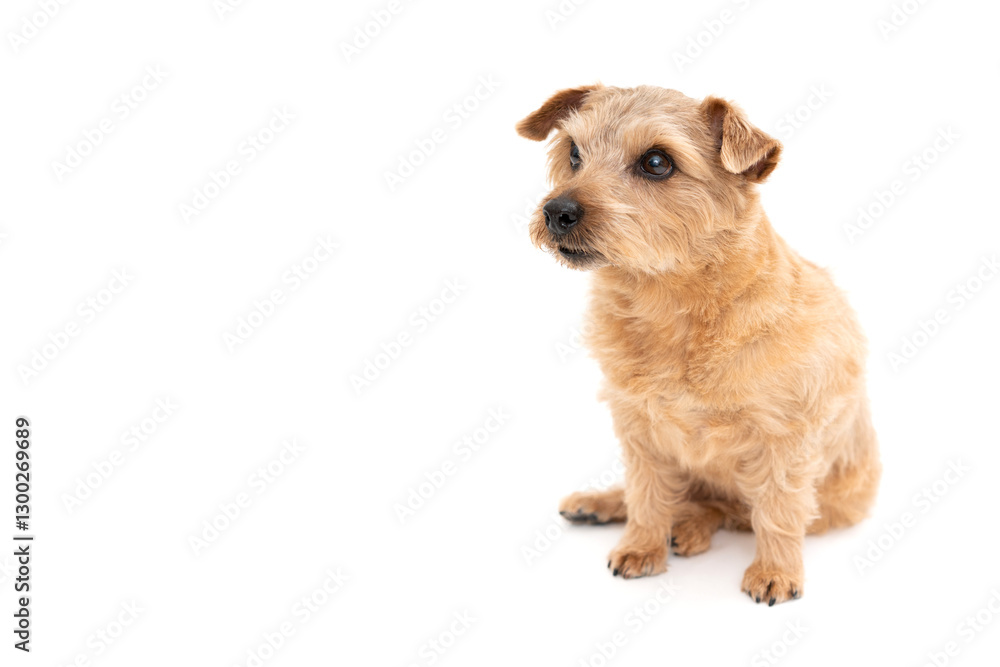 Norfolk Terrier Dog isolated on white background Norfolk Terrier Dog isolated on white background