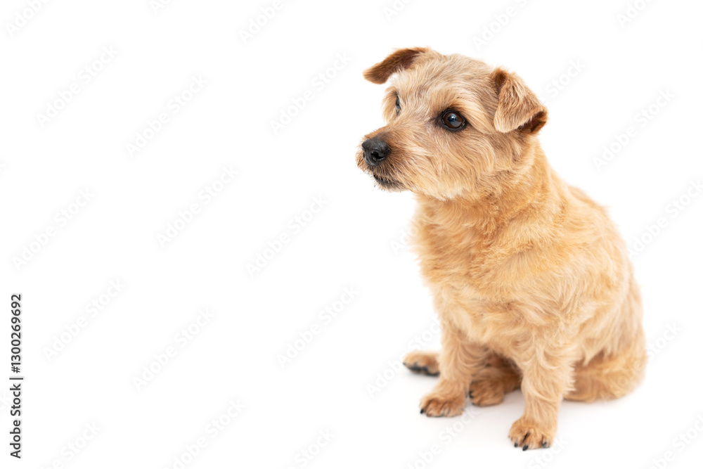 Norfolk Terrier Dog isolated on white background Norfolk Terrier Dog isolated on white background
