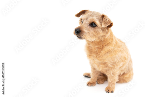 Norfolk Terrier Dog isolated on white background