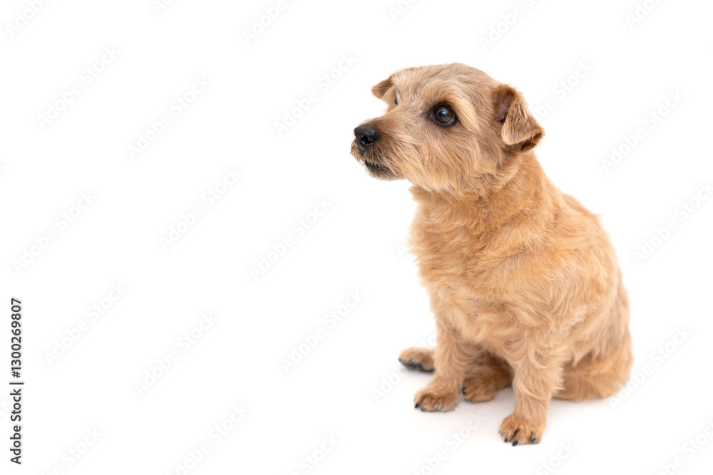 Fototapeta premium Norfolk Terrier Dog isolated on white background