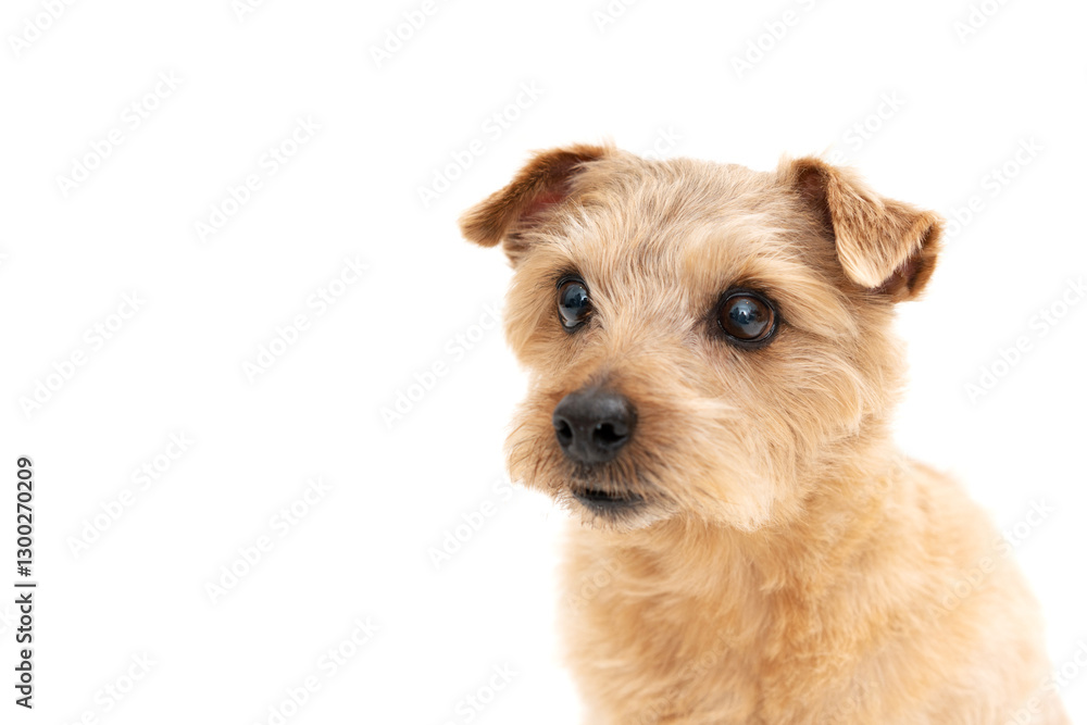 Norfolk Terrier Dog isolated on white background Norfolk Terrier Dog isolated on white background