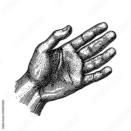 Vector engraved illustration of a human hand in a relaxed position showcasing anatomical details