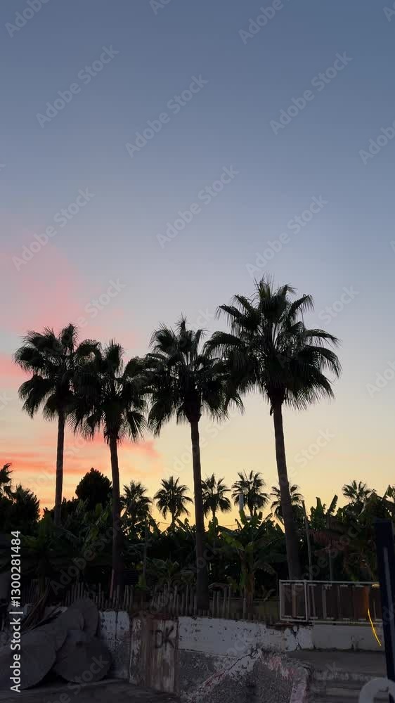 Silhouettes of tall palm trees gracefully stand against a stunning pink sunset sky, creating a serene and tropical evening atmosphere. Silhouettes of tall palm trees gracefully stand against a stunning pink sunset sky, creating a serene and tropical evening atmosphere.
