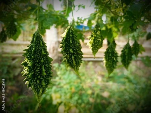 The Beauty of Bitter Gourd: A Garden’s Green Delight