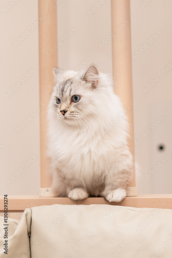 Fototapeta premium 猫カフェMOCHAの白猫