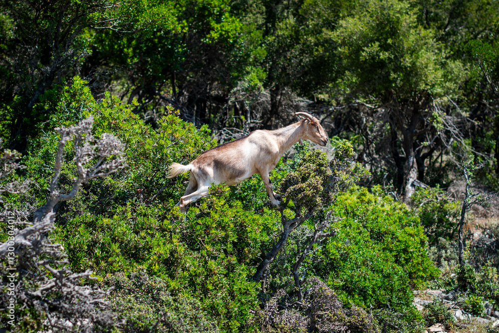 Obraz premium Acrobatical wild goat having lunch in the Mediterranean scrub.