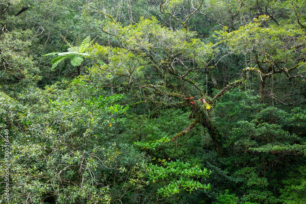 Fototapeta premium 奄美大島の自然、世界自然遺産の森