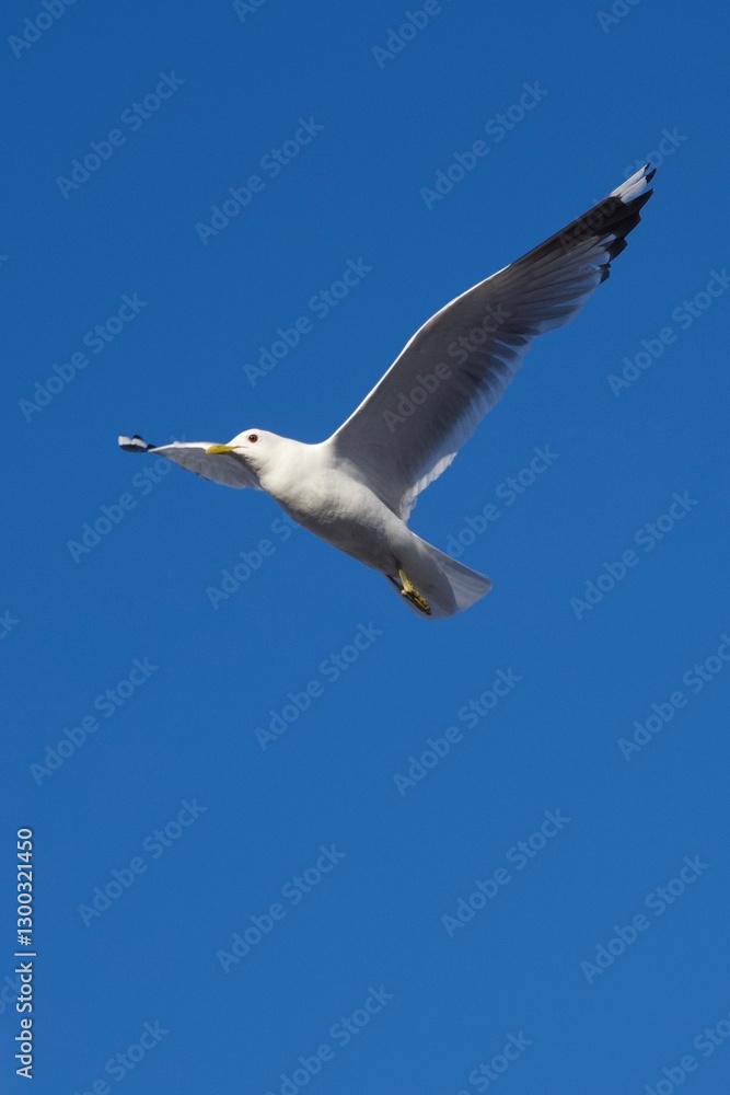 Obraz premium White bird flying in the heavenly blue sky