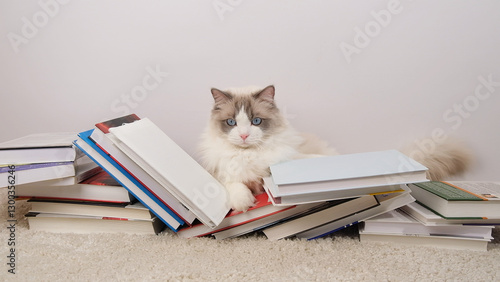 Foto Cute ragdoll cat and books  on white carpet.