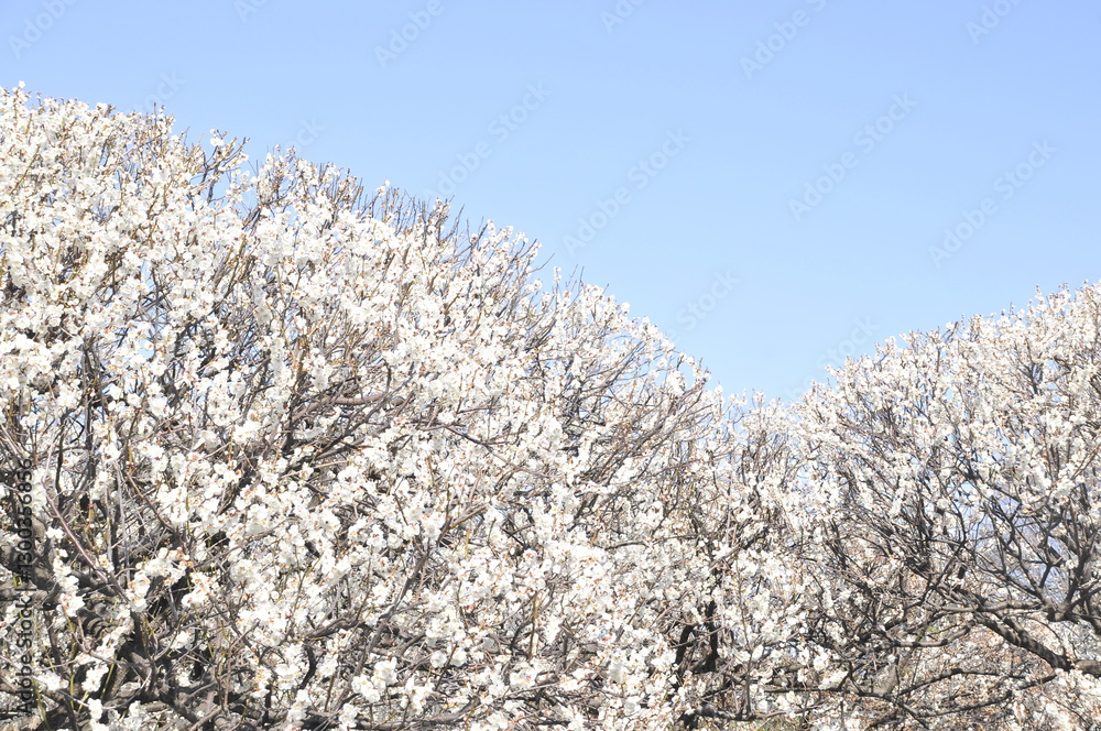 白色の梅の花 白色の梅の花
