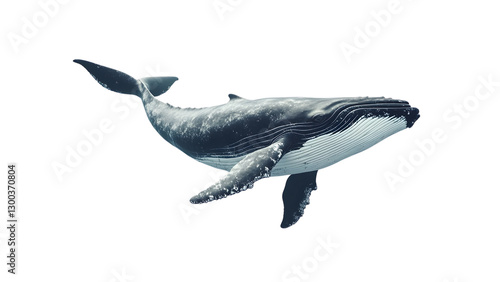 Adult whale Isolated on white background