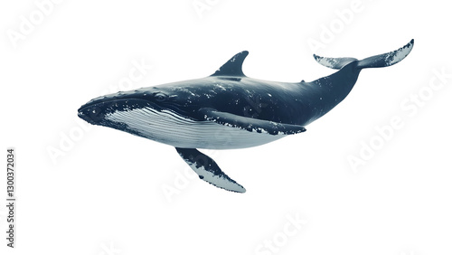 Adult whale Isolated on white background