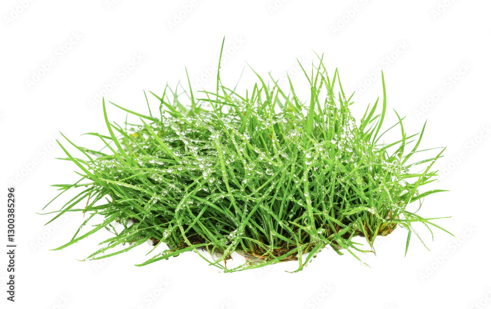 Fresh green grass with dew drops in morning light for garden and landscape design, cut out Fresh green grass with dew drops in morning light for garden and landscape design, cut out