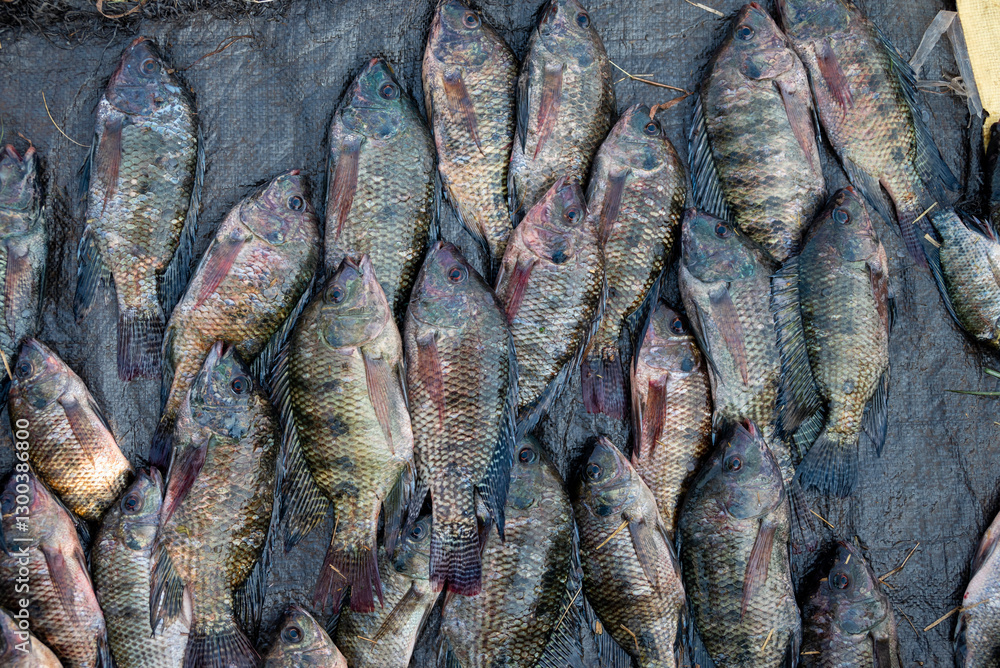alive tilapia fishes for sale, life tilapia fish in supermarket alive tilapia fishes for sale, life tilapia fish in supermarket