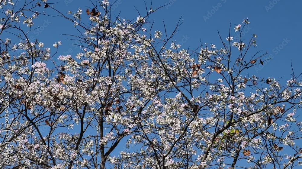 Beautiful white flowers on the tree in summer. Beautiful white flowers on the tree in summer.