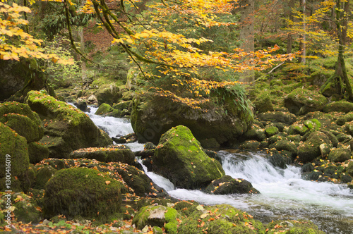 Mossy stones and river in dark forest